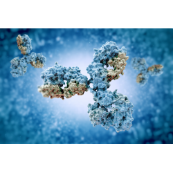 TÉCNICA Imunofluorescência